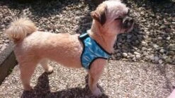 Cooling Round Loop Harnass Pacific Blue -Blije Pootjes file 54